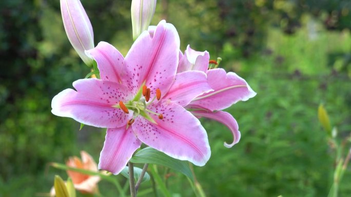 粉红色的黄花菜或萱草花在花园里随风摇曳，特写