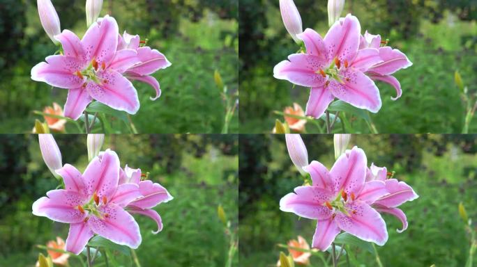 粉红色的黄花菜或萱草花在花园里随风摇曳，特写