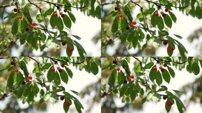 樱桃的水果。特写镜头。夏天树上的红樱桃。温柔的风摇曳着满是甜美果实的樱桃树枝。初夏果园里的水果收获。