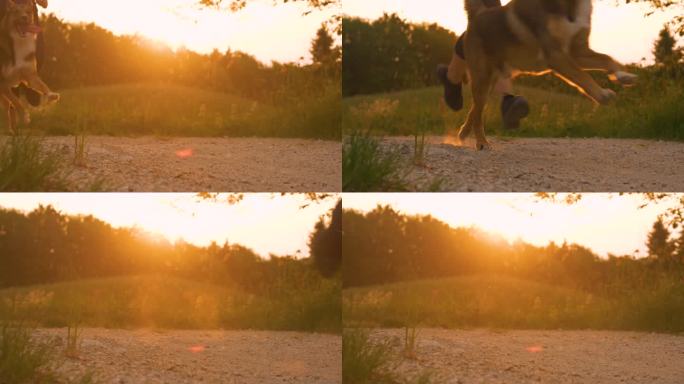 镜头光晕，特写:夕阳下，女性的腿和狗在砾石路上奔跑