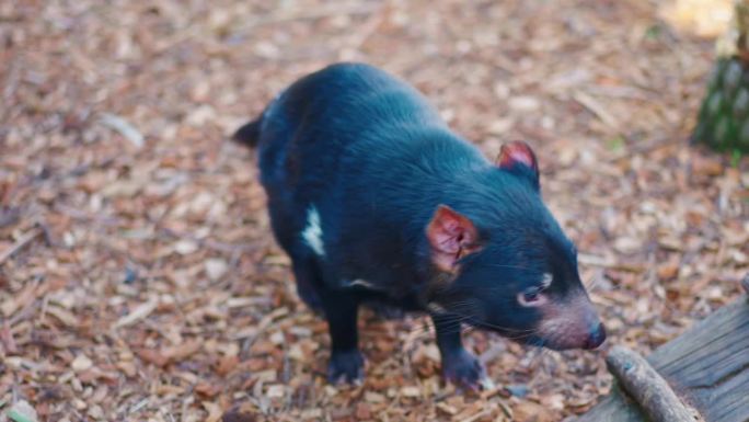 塔斯马尼亚魔鬼野生动物保护生物雄狮子大象