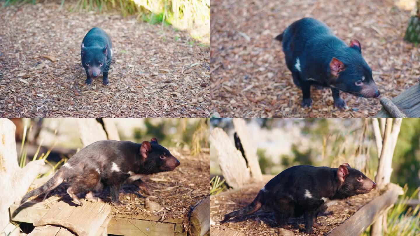 塔斯马尼亚魔鬼野生动物保护生物雄狮子大象