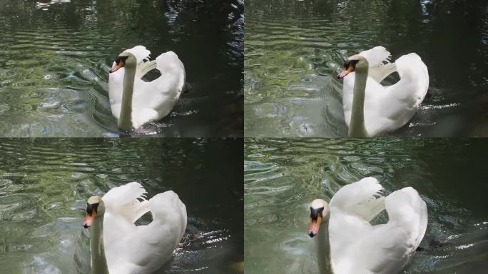 在阳光下，优雅的白天鹅在湖中游泳。疣鼻天鹅