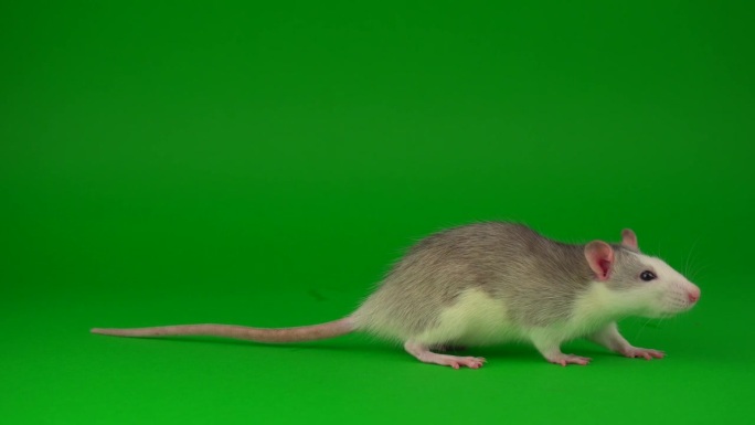 老鼠啮齿动物在绿色的屏幕背景
