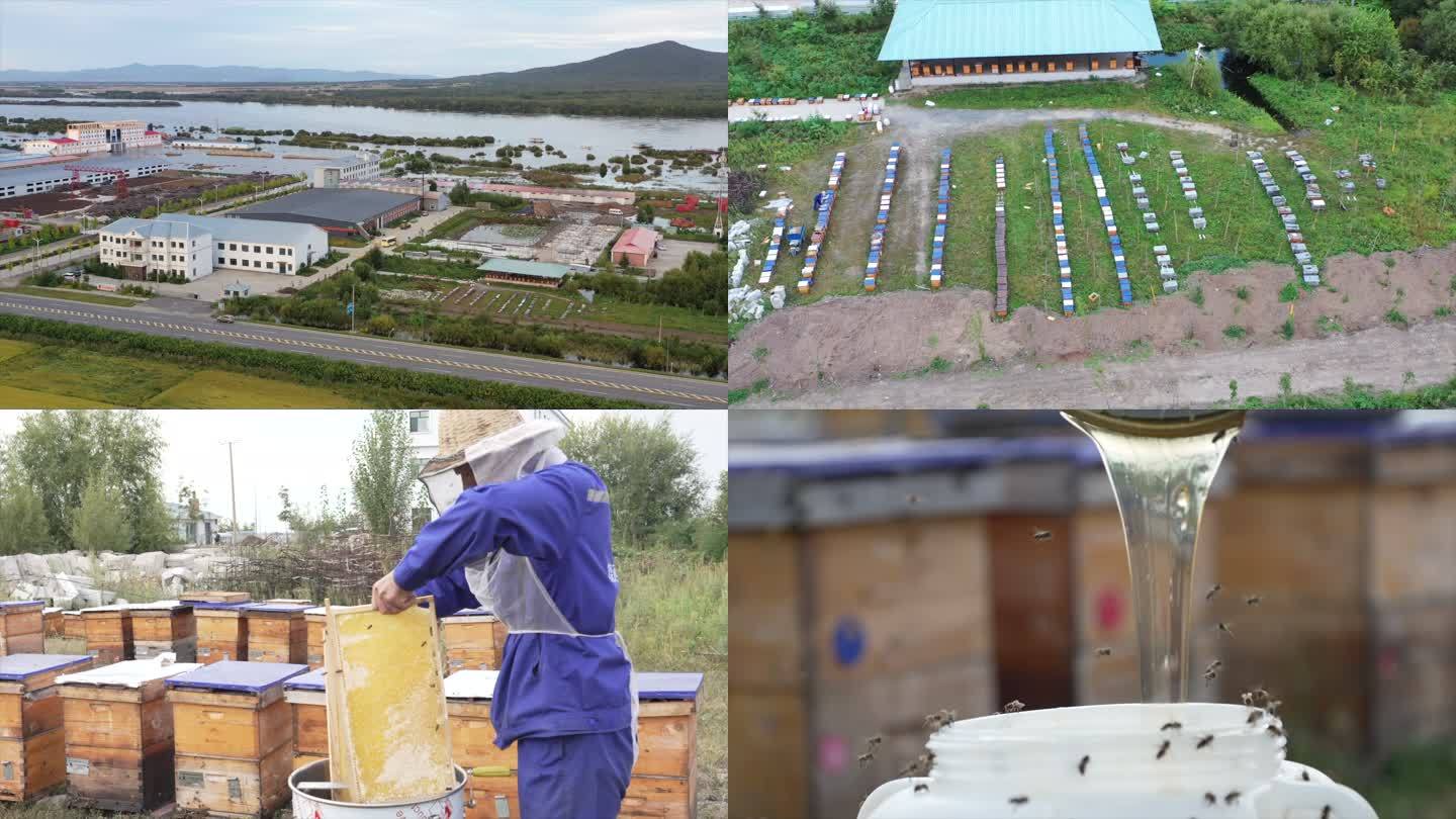 东北黑蜂蜜养殖蜂巢饶河黑蜂集团产业经济