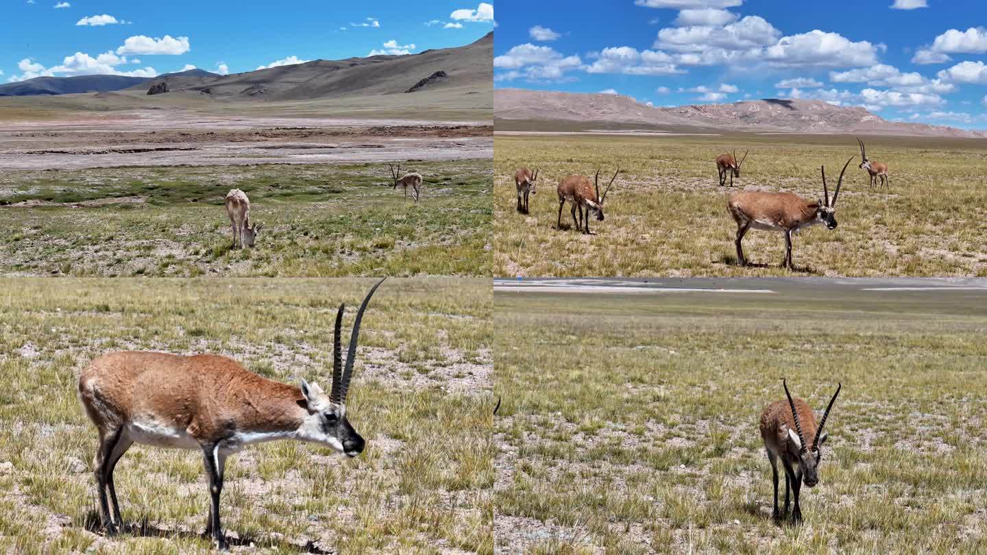 阿里南线偶遇一群藏羚羊