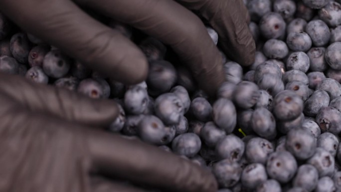 香甜可口的蓝莓在销售前储存