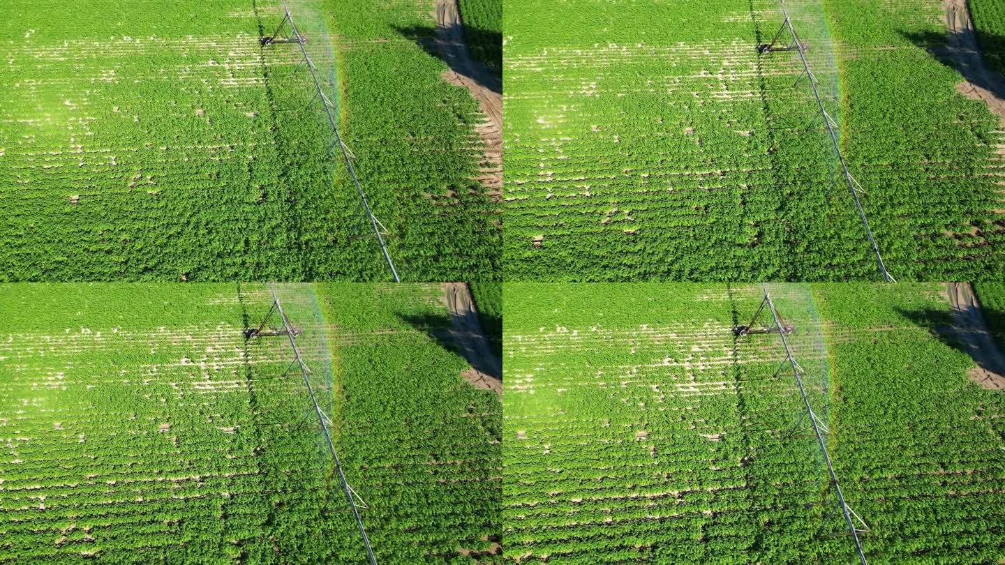 葡萄牙，在一个马铃薯农场上空飞行时，灌溉系统打开，形成了美丽的彩虹效果