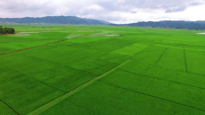 绿油油的云南稻田航拍风景