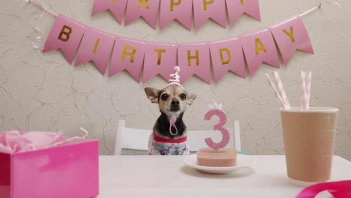 狗狗生日蛋糕，宠物庆典，快乐的狗狗派对，戴着生日帽的可爱动物