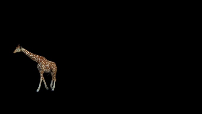 3D网状长颈鹿进出步行动画与阿尔法哑光，4k北方长颈鹿移动渲染黑色背景，一个大型的非洲哺乳动物，有很