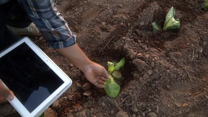 近景:亚洲年轻农民用药片检查田地里的烟叶，为种植做准备。