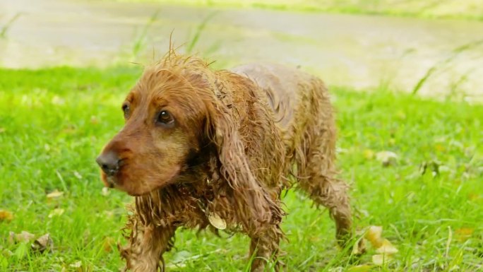 湿狗抖掉皮毛上的水。西班牙猎犬在阳光明媚的日子游泳后。