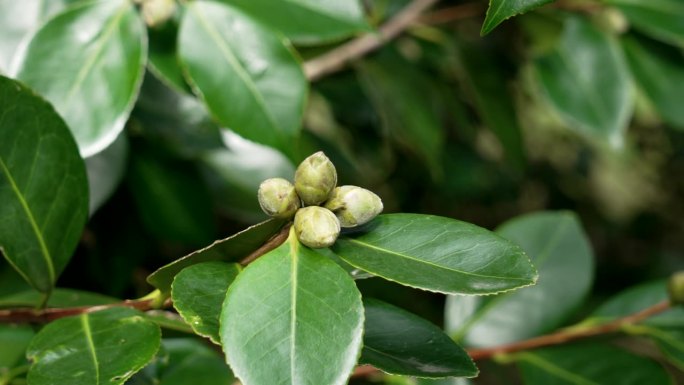 山茶的绿色花蕾与常绿茂盛多汁的叶子近距离接触