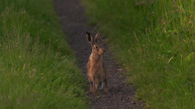 一只欧洲野兔(Lepus europaeus)，也被称为棕色野兔，正在徒步旅行