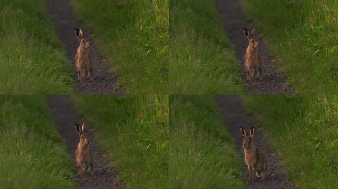 一只欧洲野兔(Lepus europaeus)，也被称为棕色野兔，正在徒步旅行