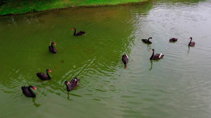 黒天鹅、上海世纪公园、湿地公园