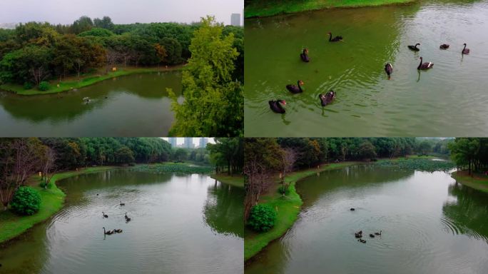 黒天鹅、上海世纪公园、湿地公园