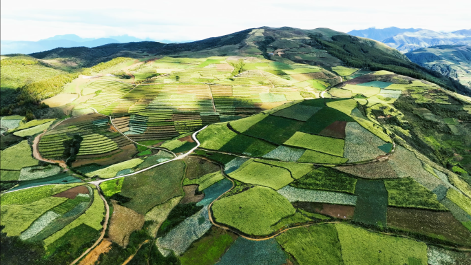 高山中药材种植基地航拍乡村产业振兴