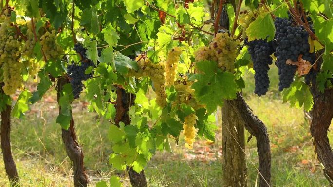 九月收获季节前，佛罗伦萨附近经典基安蒂地区葡萄园里的黑葡萄和白葡萄。意大利。