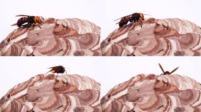 蜂巢里黄蜂梳理毛发的4K慢动作视频。