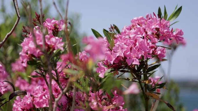 粉色绣球花特写