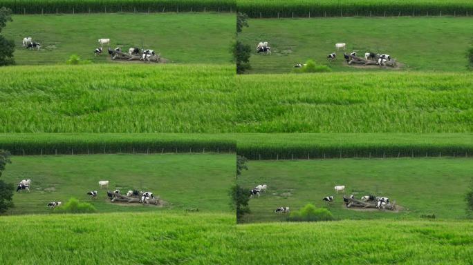 风吹在穗状的玉米地里。空中上升的照片显示了美国农村草地上的荷斯坦奶牛。美国乡村主题。