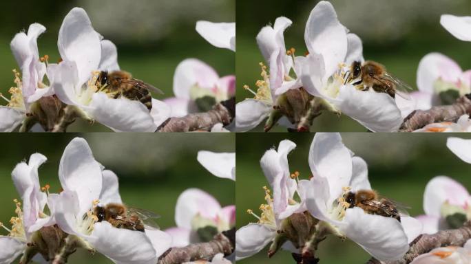 微距镜头蜜蜂授粉春天树白色花朵盛开。覆盖着花粉的慢动作飞行蜜蜂从白苹果花上采集花蜜。春天的苹果花特写