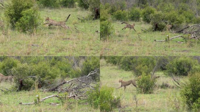 南非克鲁格，两只小猎豹在茂密的树林里嬉戏追逐