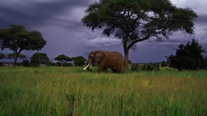 在壮观的天空下，一头大象在坦桑尼亚的草地上吃草