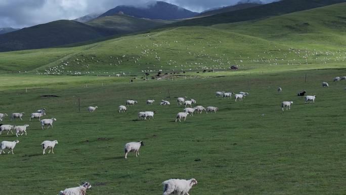 羊群 4K悠然自得的羊群