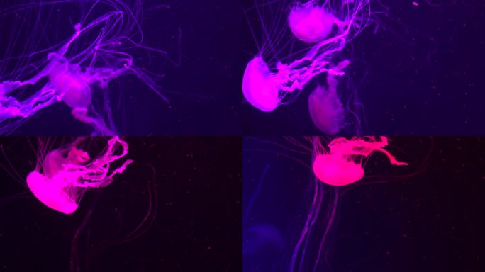 一群荧光水母在水族池中游泳。透明水母水下镜头，一只发光的水母在水中移动。