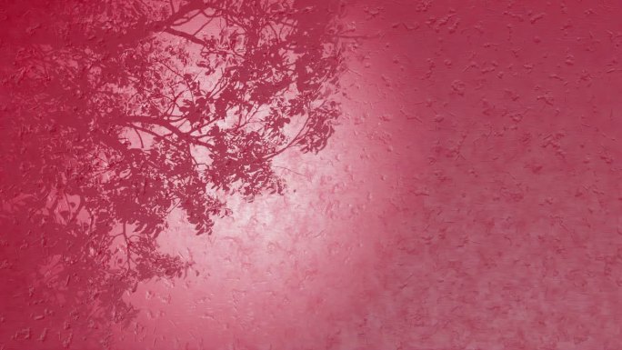 植物树的3d渲染动画，带有红色的日落暖化效果和雨滴落在玻璃上