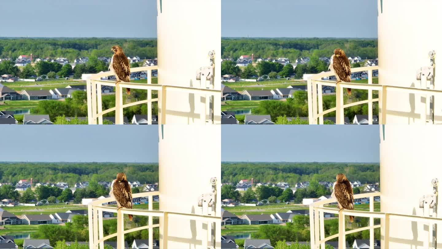 航拍视频中，年轻的红尾鹰栖息在水塔栏杆上，正在梳理毛发