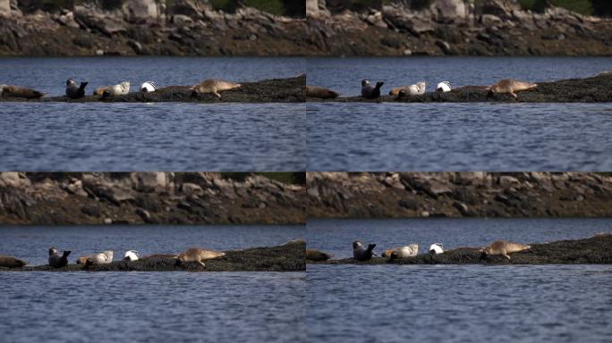 一群海豹扑腾着，躺在布满岩石的海藻岛上放松，慢动作
