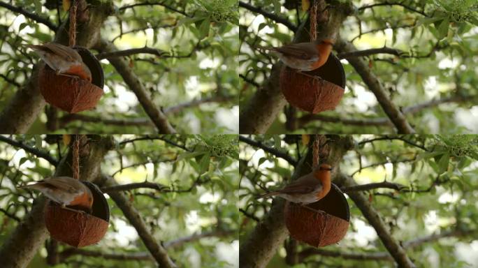 夏天，一只知更鸟在吃种子，从一个椰壳鸟喂食器里喂食