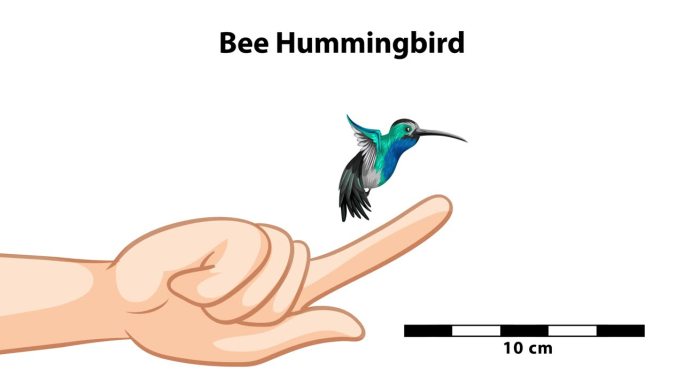 蜜蜂蜂鸟比较:手指对手指