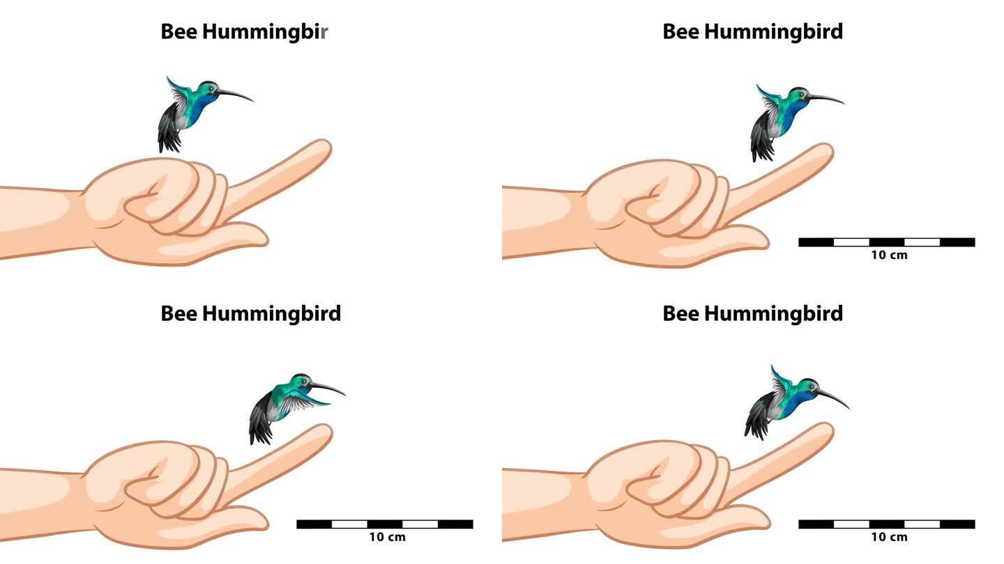 蜜蜂蜂鸟比较:手指对手指