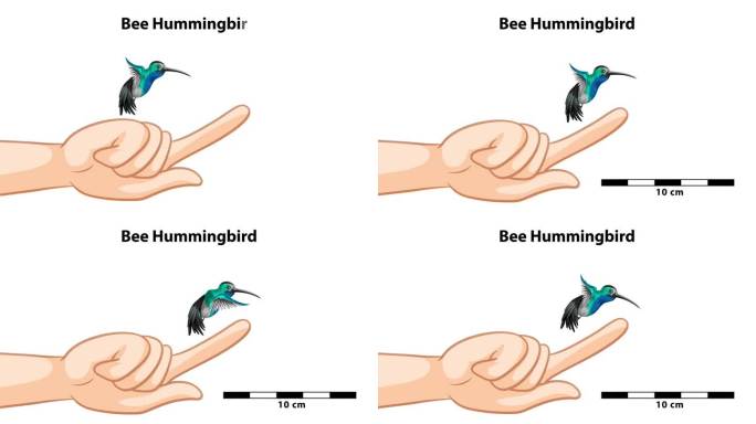蜜蜂蜂鸟比较:手指对手指