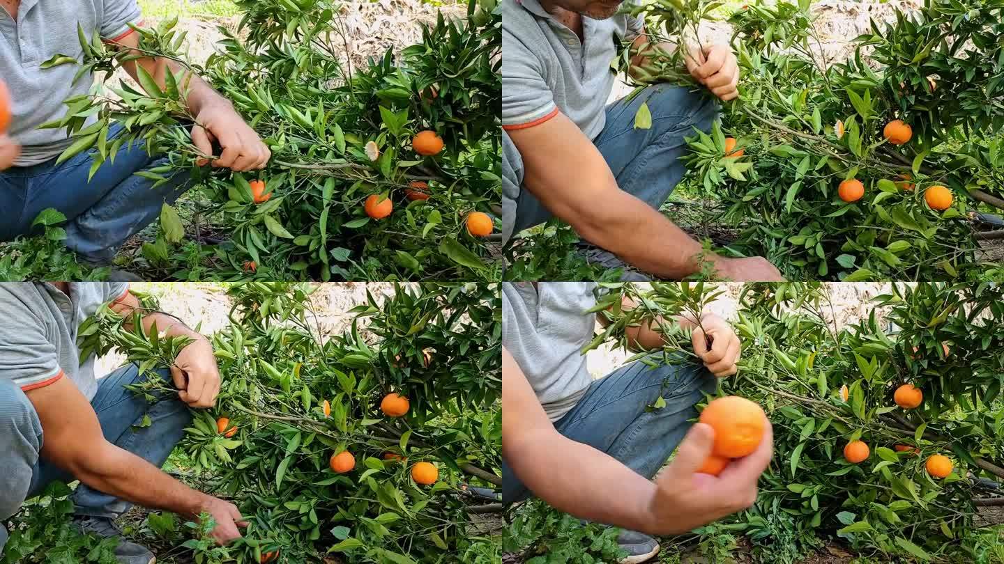 男子在花园里摘橘子，特写