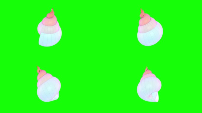 一个贝壳在绿色的屏幕上旋转。3 d动画。