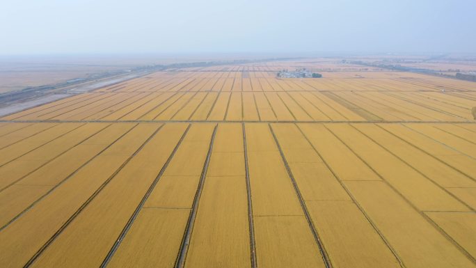 金黄色的水稻大米大丰收