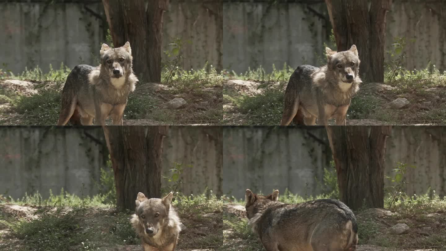 困惑的独狼看着相机