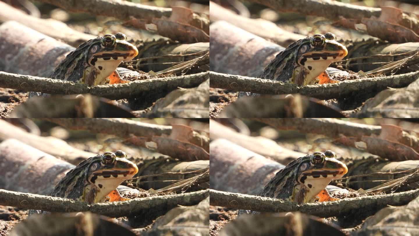等待食物的青蛙——眼睛。