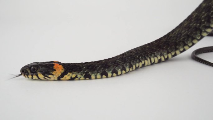 白色背景上的毒蛇蛇的形态素描