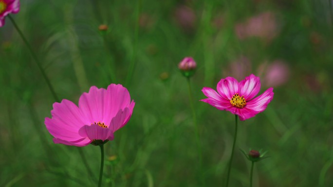 秋英花 花海