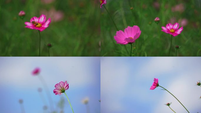 秋英花 花海