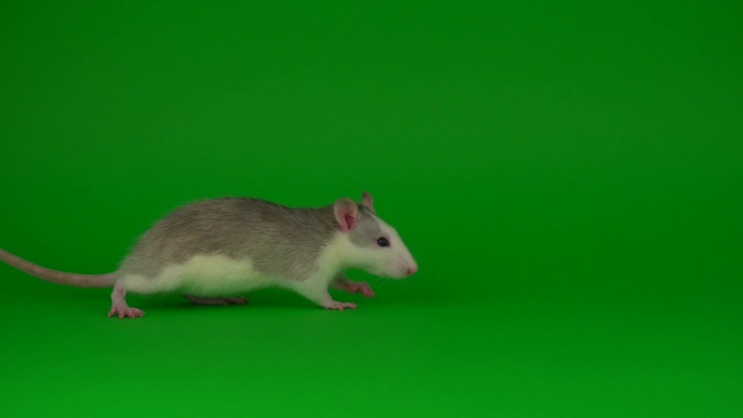 老鼠啮齿动物在绿色的屏幕背景