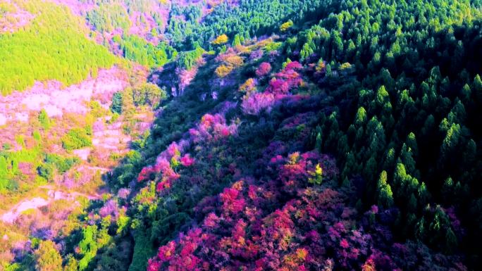 原创高清秋天风景素材