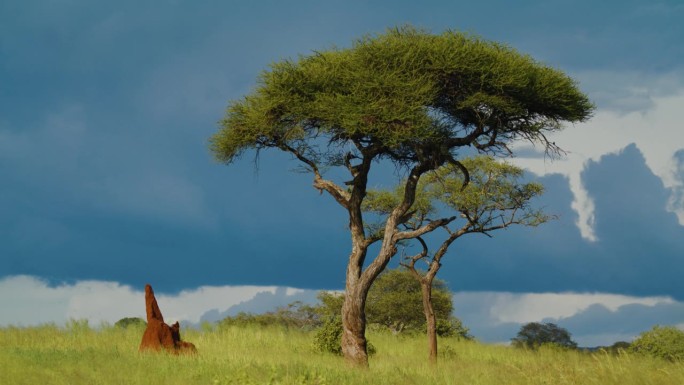 摄于坦桑尼亚碧绿草地上的金合欢树和蚁丘